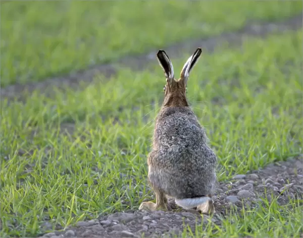 European Hare (Lepus europaeus) adult, rear view, sitting alert in crop field, Berwickshire, Scottish Borders