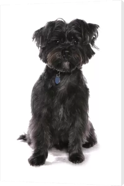 Domestic Dog, Weshi (Shih Tzu x West Highland Terrier), adult, sitting, with collar and tag