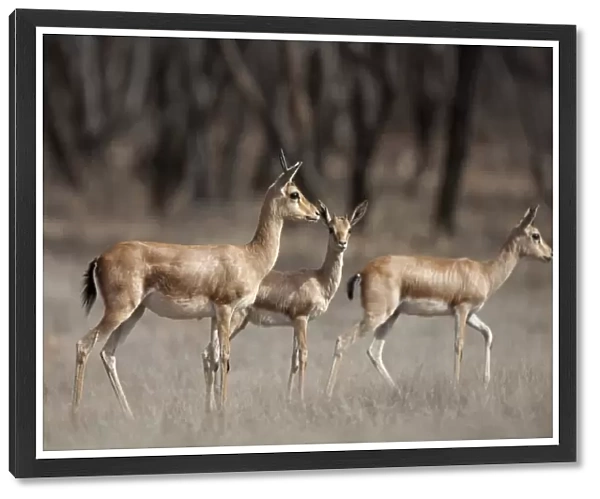 Indian Gazelle (Gazella bennettii) adult females with young, Ranthambore N. P. Rajasthan, India
