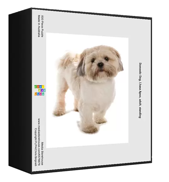Domestic Dog, Lhasa Apso, adult, standing