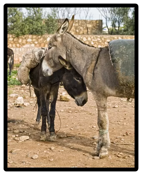 Donkey, two adults, standing together at rural market, near Essaouira, Morocco, february