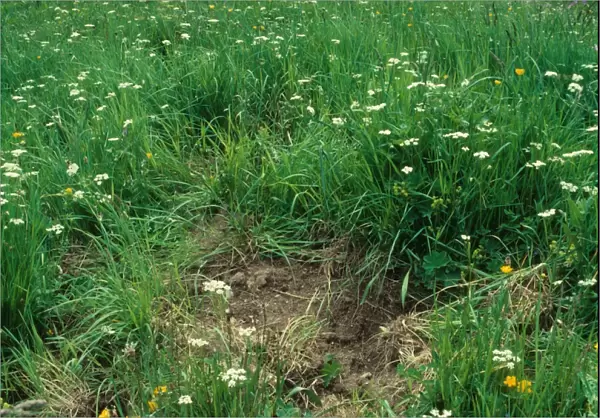 Eurasian Wild Boar (Sus scrofa castilianus) diggings for Pignut (Conopodium majus) tubers, Val d Aran, Pyrenees