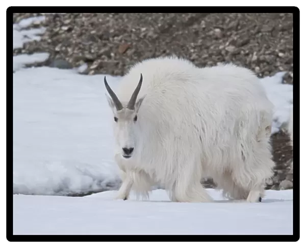 Mountain Goat (Oreamnos americanus) adult, walking on snow, Yukon Wildlife Preserve, Yukon, Canada, april