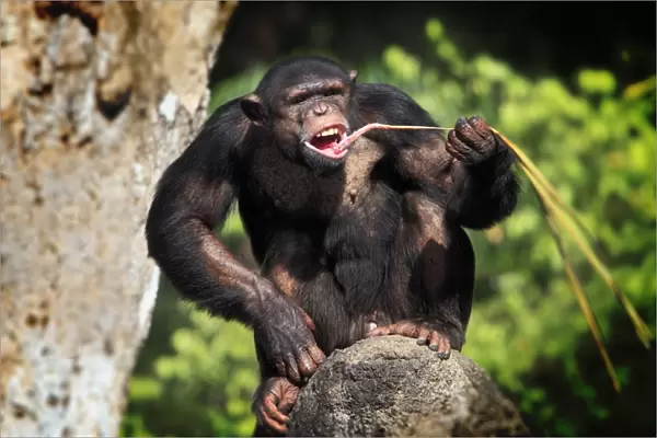 Chimpanzee (Pan troglodytes) adult, feeding, sitting on rock (captive)