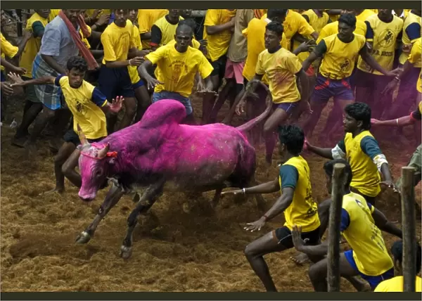 Domestic Cattle, Zebu (Bos indicus) bull, with men attempting to hold onto hump during Jallikattu or Taming the Bull
