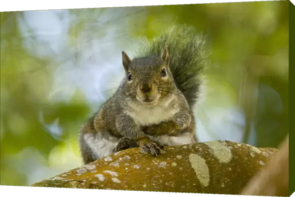 Western Grey Squirrel (Sciurus griseus ssp. griseus) adult, sitting on branch, Strybing, San Francisco, California