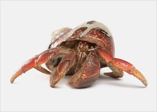 Caribbean Hermit Crab (Coenobita clypeatus) adult