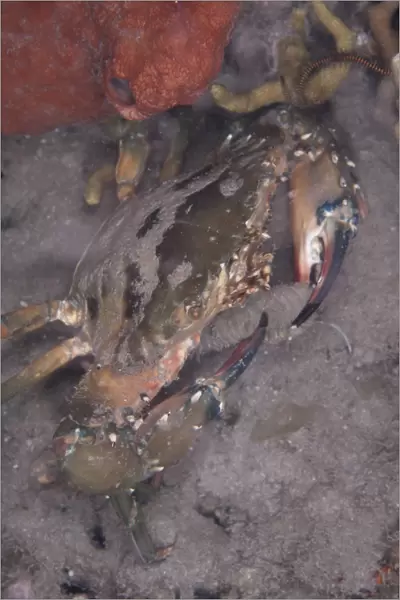 Saw-edged Spooner Crab (Etisus utilis) adult, feeding on Light-sensitive Sea Cucumber (Holothuria impatiens) at night
