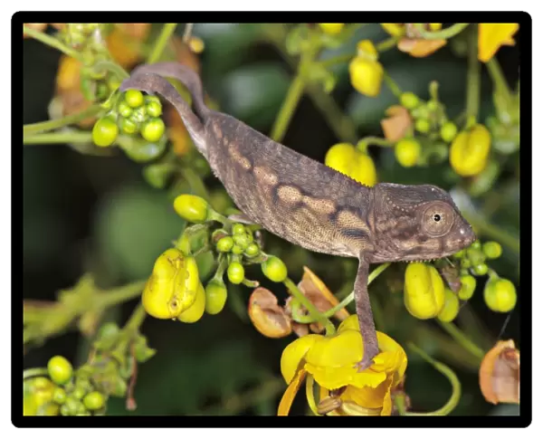 Panther Chameleon (Furcifer pardalis) young, climbing on flowering plant, Nosy Be, Madagascar