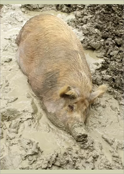 Domestic Pig, Tamworth, adult, wallowing in mud, Midlands, England, june