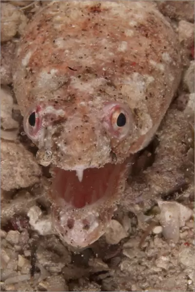 Reptilian Snake Eel (Brachysomophis henshawi) adult, with mouth open, close-up of head, Mabul Island, Sabah, Borneo