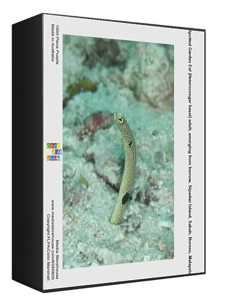 Spotted Garden Eel (Heteroconger hassi) adult, emerging from burrow, Sipadan Island, Sabah, Borneo, Malaysia