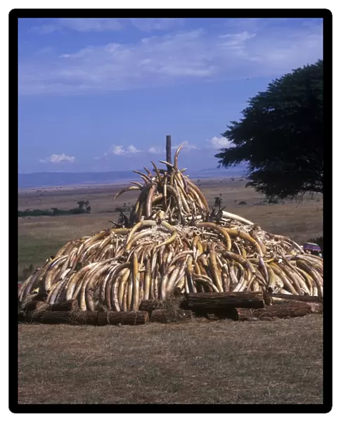 Destruction-Animal Products. Pile of Ivory and Rhino horn Nairobi National Park  /  Kenya