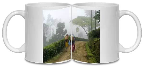 Tea (Camellia sinensis) plantation, woman workers walking along track to fields in mist, Idukki, Western Ghats, Kerala