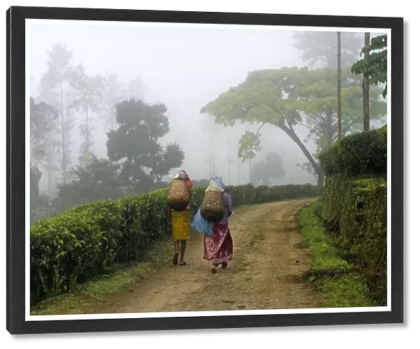 Tea (Camellia sinensis) plantation, woman workers walking along track to fields in mist, Idukki, Western Ghats, Kerala