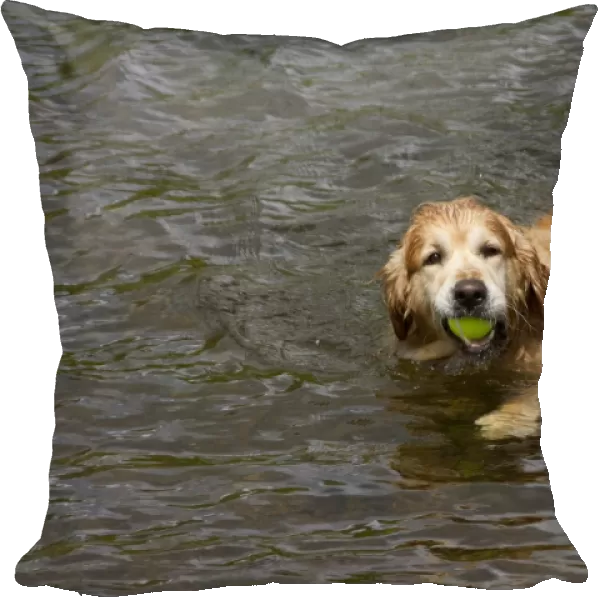 The Golden Retriever is a medium-sized breed of dog. They were historically developed as gundogs to retrieve shot