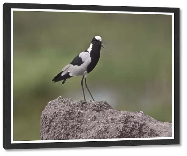 Calling Blacksmith Lapwing or Blacksmith Plover, note the wing spurs. Occurs commonly from Kenya through central