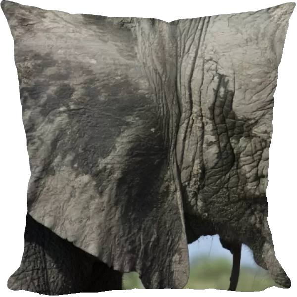 African Male Elephant musk grand