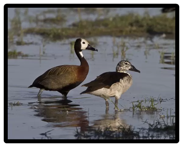 White faced Duck with knob billed duck- Okavango delta