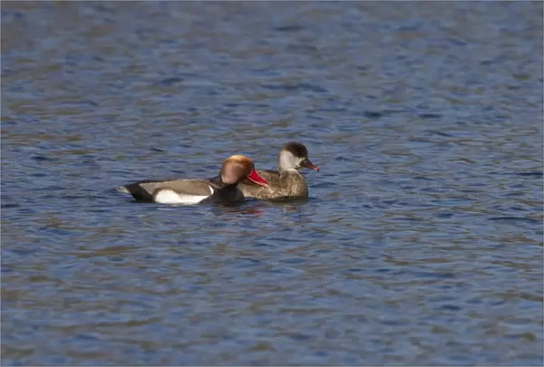 Red crested Pochard, male and female at Lackford Lakes - Suffolk