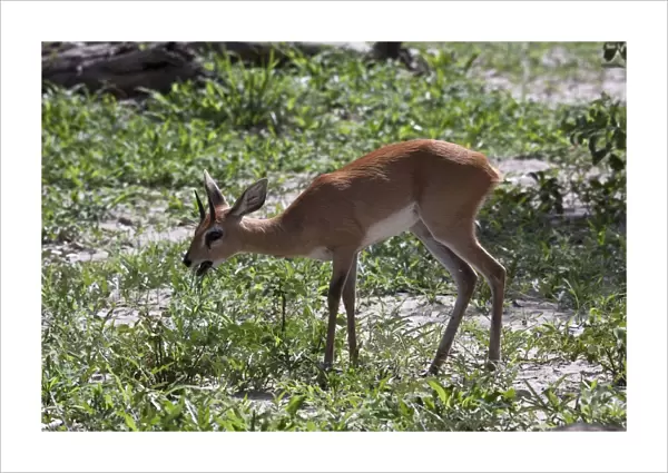 A male Steenbok, only males have horns, a common small antelope over most of southern and eastern Africa