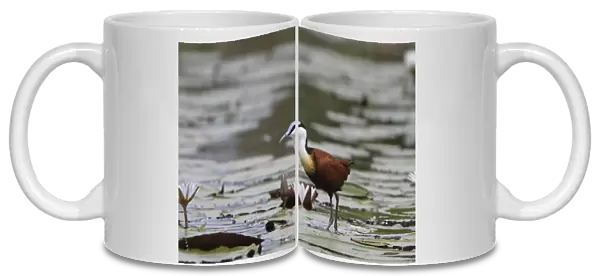 African Jacana, is well Adapted for walking on lilies
