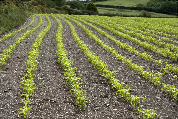 Maize (Zea mays) crop, grown for silage, rows in field, Wadebrisge, Cornwall, England, june
