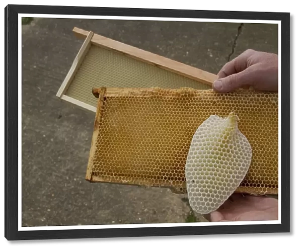 Honey bee hive wax frames, furthest has a new wax foundation, next is a wax frame that is being reused after honey has