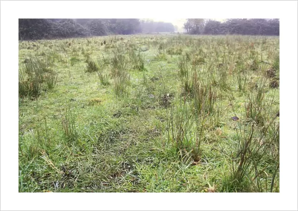 Wet grazing meadow with rushes in mist, River Black Bourn, Grove Farm Reserve, Thurston, Suffolk, England, november