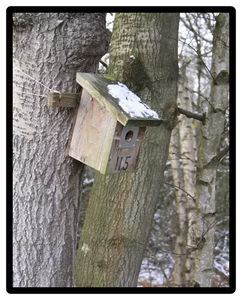 Wooden nestbox fixed to tree trunk, in snow covered woodland at edge of river valley fen