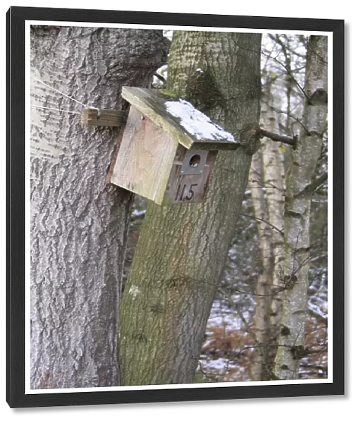Wooden nestbox fixed to tree trunk, in snow covered woodland at edge of river valley fen