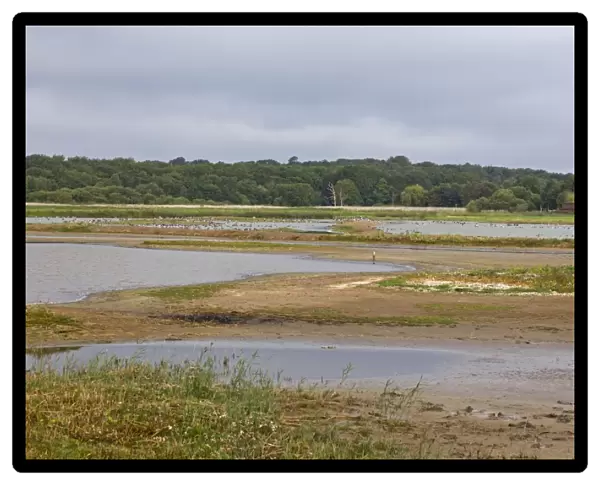 View across scrape from East Hide, Minsmere RSPB Reserve, Suffolk, England, september
