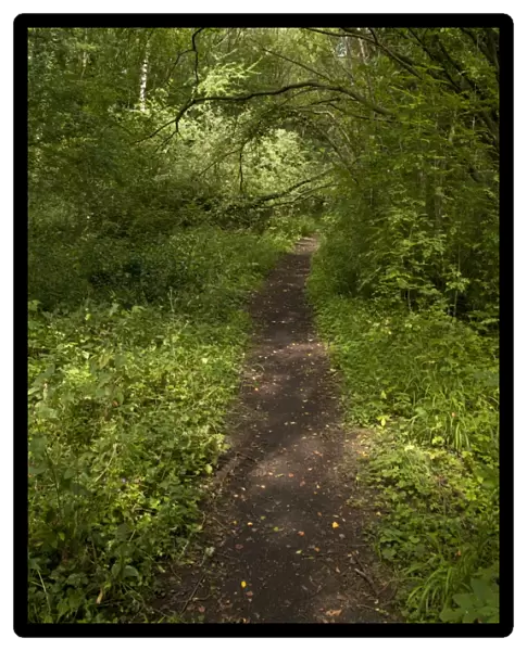 Path through wet woodland habitat, Rowsley Sidings, Derbyshire Wildlife Trust Reserve, Derbyshire, England, august