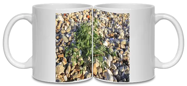 Common Orache (Atriplex patula) leaves, growing on pebbles at edge of beach, Bembridge, Isle of Wight, England, june