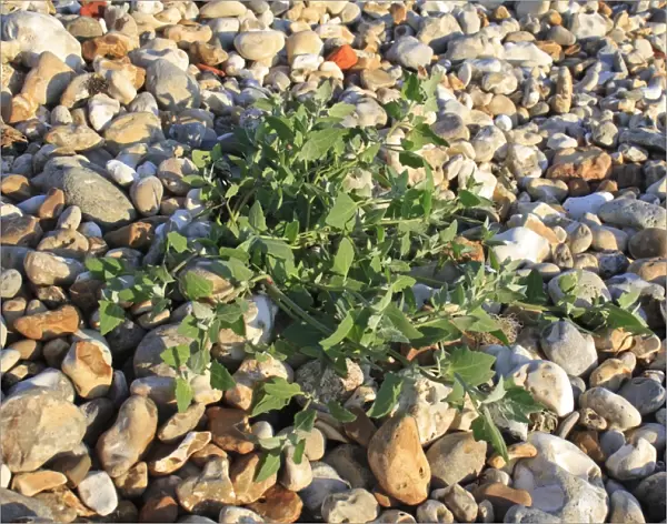 Common Orache (Atriplex patula) leaves, growing on pebbles at edge of beach, Bembridge, Isle of Wight, England, june