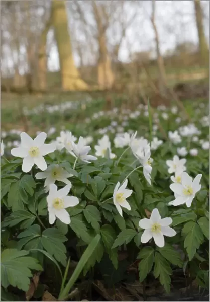 Wood Anemone (Anemone nemorosa) flowering, growing on ancient woodland floor, West Yorkshire, England, march