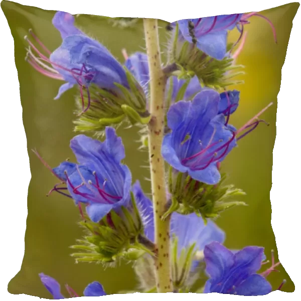 Vipers Bugloss (Echium vulgare) close-up of flowers, Cranwich Camp, Breckland, Norfolk, England, july