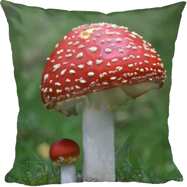 Fly Agaric (Amanita muscaria) fruiting bodies, growing amongst moss in woodland, Leicestershire, England, september