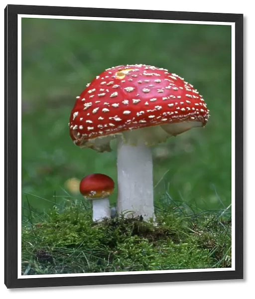 Fly Agaric (Amanita muscaria) fruiting bodies, growing amongst moss in woodland, Leicestershire, England, september