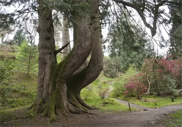 European Silver Fir (Abies alba) Champion tree, Ardkinglas Woodland Garden, Cairndow, Argyll, Scotland, april