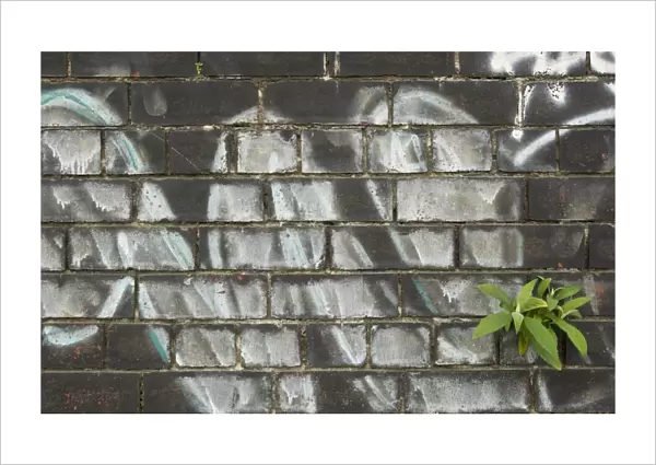 Buddleia (Buddleia davidii) garden escapee, growing in crevice of graffiti covered wall in city centre, Sheffield