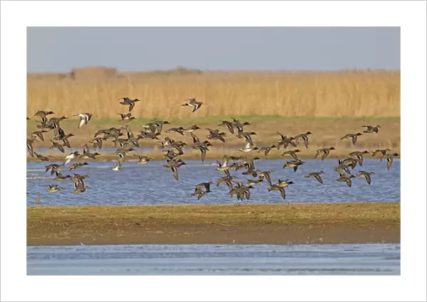 Common Teal (Anas crecca) flock, in flight over coastal wetland habitat, Cley Marshes Reserve, Cley-next-the-sea
