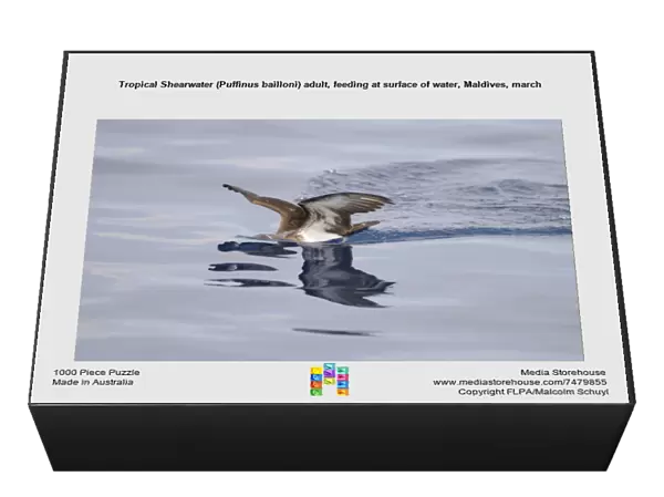 Tropical Shearwater (Puffinus bailloni) adult, feeding at surface of water, Maldives, march
