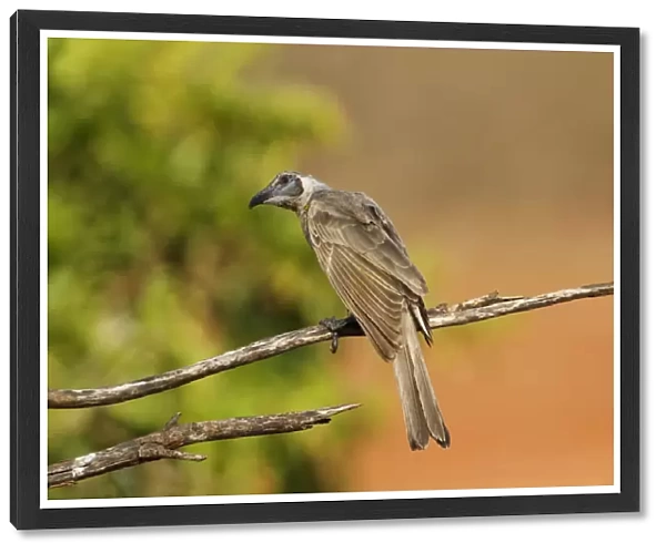 Little Friarbird (Philemon citreogularis) adult male, perched on branch, Northern Territory, Australia