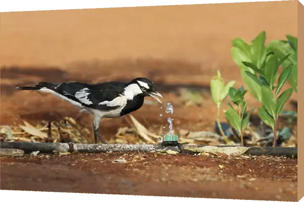 Australian Magpie-lark (Grallina cyanoleuca) adult male, drinking from leaking hosepipe, Northern Territory, Australia