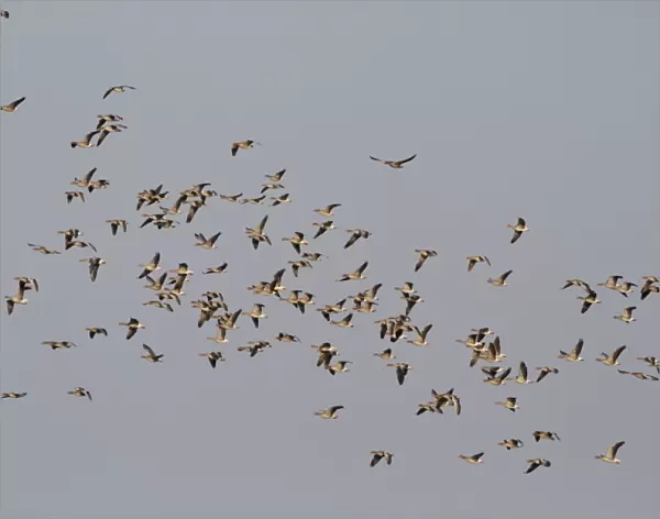 Greylag Goose (Anser anser) flock, in flight, Cley Marshes Reserve, Cley-next-the-sea, Norfolk, England, february