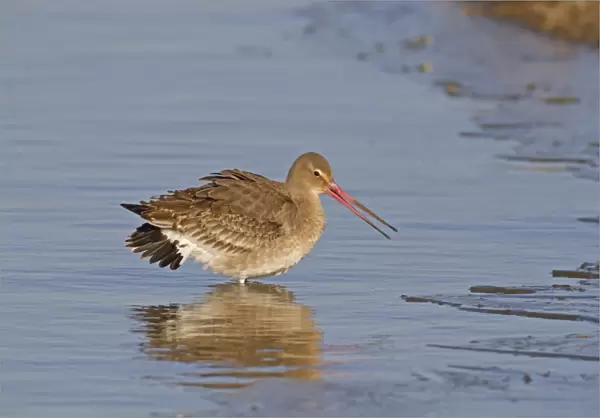 Black-tailed Godwit (Limosa limosa) adult, winter plumage, in aggressive posture