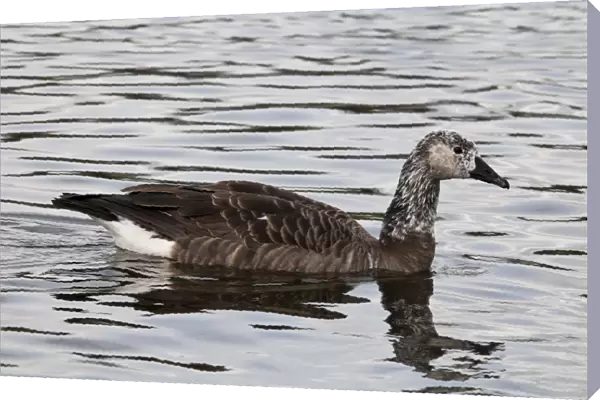 Canada Goose (Branta canadensis) x Greylag Goose (Anser anser) Canlag hybrid, adult, swimming on lake in city parkland