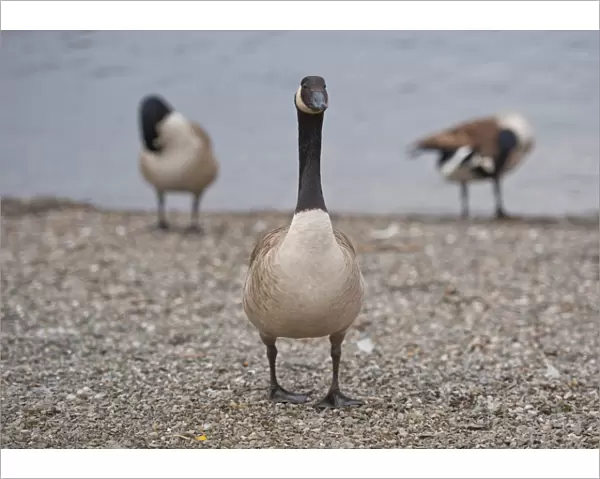 Canada Goose (Branta canadensis) introduced species, three adults, standing at edge of lake, Bowness on Windermere
