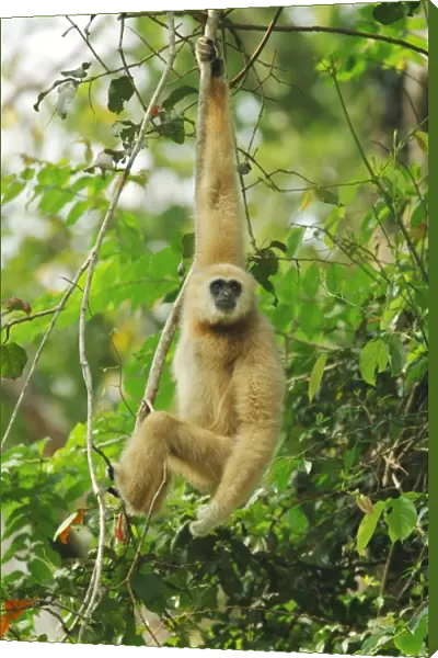 Common Gibbon (Hylobates lar) pale form, adult male, hanging on branch in monsoon rainforest, Khao Yai N. P